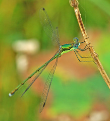 Lestes temporalis