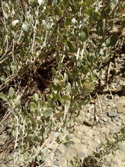 Atriplex rusbyi