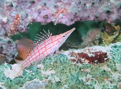 Oxycirrhites typus
