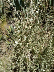 Atriplex rusbyi