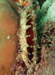 Pinctada margaritifera