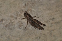 Eyprepocnemidinae