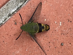 Cephonodes cunninghami