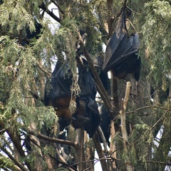 Pteropus poliocephalus