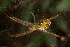 Cyrtophora cylindroides