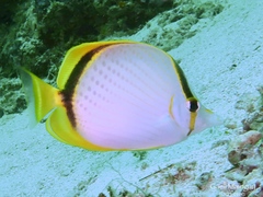 Chaetodon selene