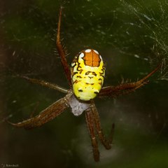 Cyrtophora cylindroides