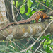 Long-tailed Pangolin - Photo (c) Nik Borrow, some rights reserved (CC BY-NC)