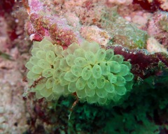 Perophora modificata