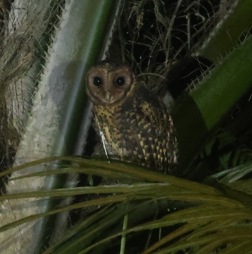 Golden Masked Owl (Tyto aurantia), photo 5