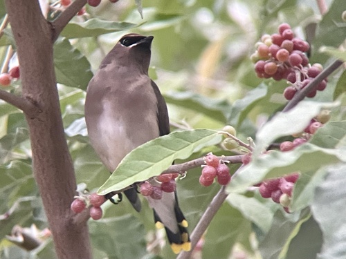 Cedar Waxwing