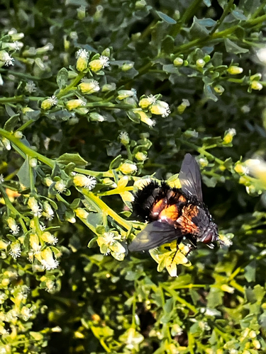 iNaturalist observation photo of Spiny Tachina Fly