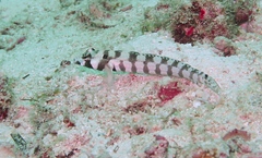 Parapercis tetracantha