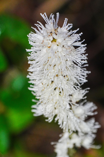 Cimicifuga biternata iNat (2)