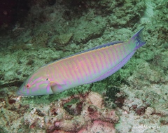 Hologymnosus doliatus