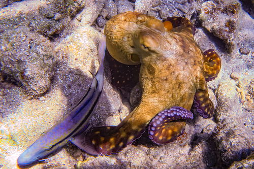 Day octopus