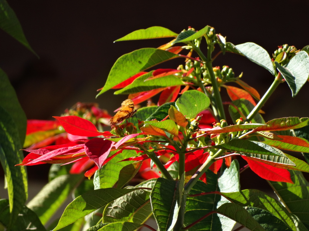 Nochebuena (Euphorbia pulcherrima) · NaturaLista Mexico