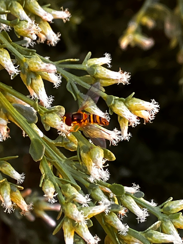 iNaturalist observation photo of Oblique Streaktail