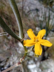 Pachypodium densiflorum