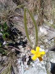 Pachypodium densiflorum