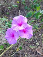 Ipomoea splendor-sylvae