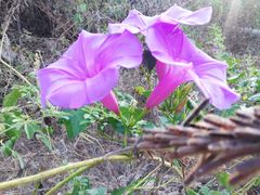 Ipomoea splendor-sylvae
