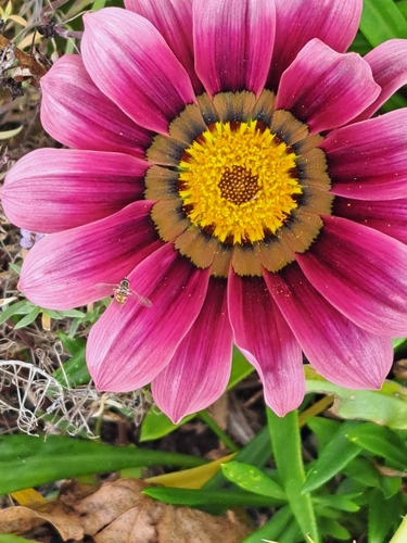 Unknown species found near East Providence, RI 02915, USA