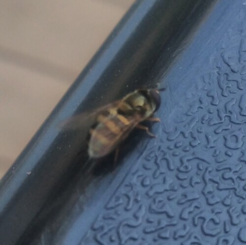 Unknown species found near Ohio, US