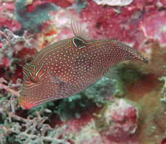 Canthigaster papua