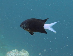 Chromis xanthura