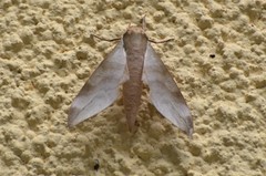 Phylloxiphia bicolor