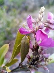 Mundulea