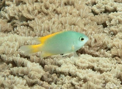 Pomacentrus lepidogenys