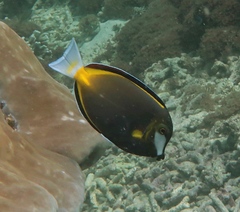 Acanthurus japonicus