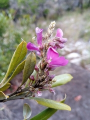 Mundulea