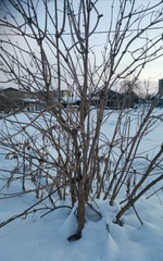 Sambucus kamtschatica