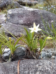 Angraecum protensum image