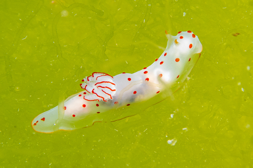 Gymnodoris ceylonica
