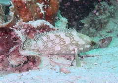 Epinephelus ongus