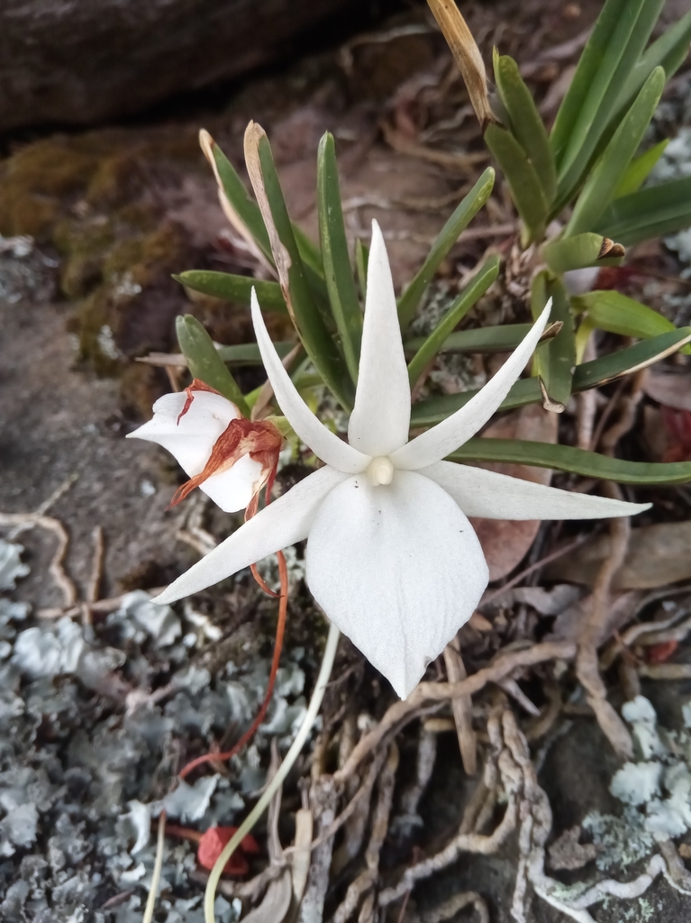 Angraecum rutenbergianum