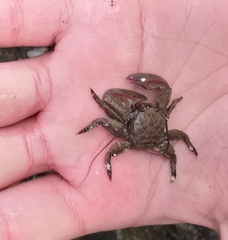 Petrolisthes tuberculosus