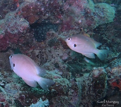 Pomacentrus alexanderae