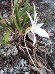 Angraecum rutenbergianum image