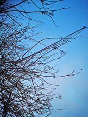 Sambucus kamtschatica