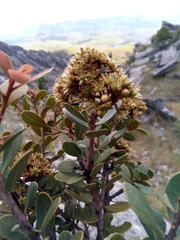 Asteropeia densiflora image