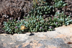 Curio repens, photograph (c) Tony Rebelo, some rights reserved (CC BY-SA)
