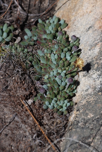 Curio repens, photograph 3