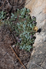 Curio repens, photograph (c) Tony Rebelo, some rights reserved (CC BY-SA)