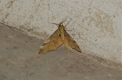 Platysphinx constrigilis