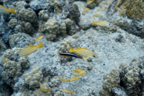 Plagiotremus ewaensis observed 2025-10-18